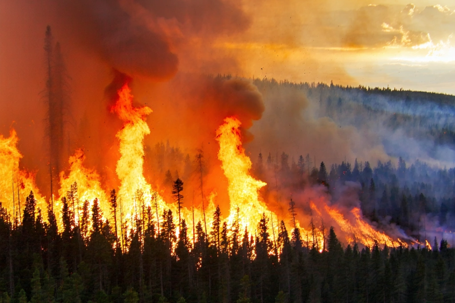Les incendies de forêt : une menace croissante sous l’effet du climat