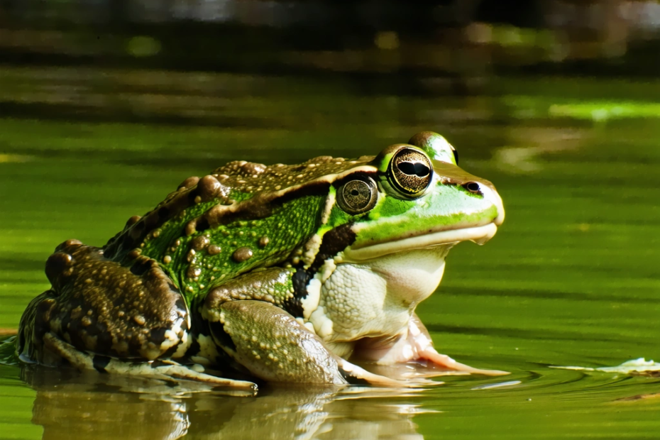 Quand les grenouilles américaines envahissent la Corée du Sud : une leçon écologique