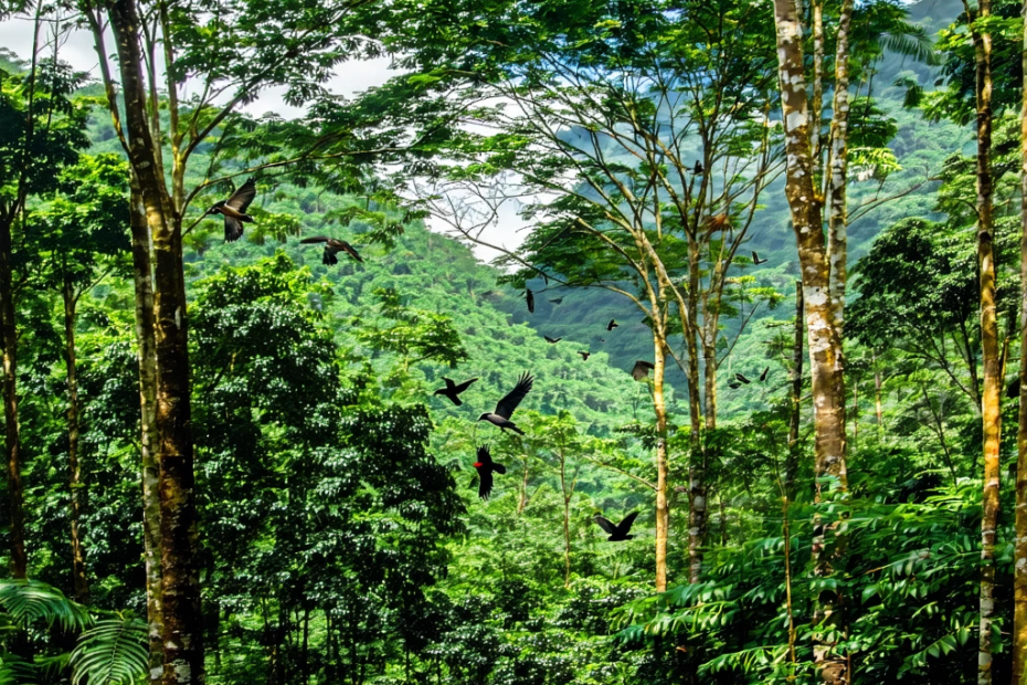 Comment un couple a transformé un désert en forêt luxuriante au Brésil