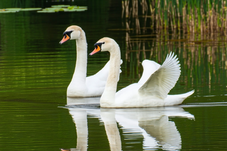 Les cygnes envahissants du Michigan : un dilemme écologique