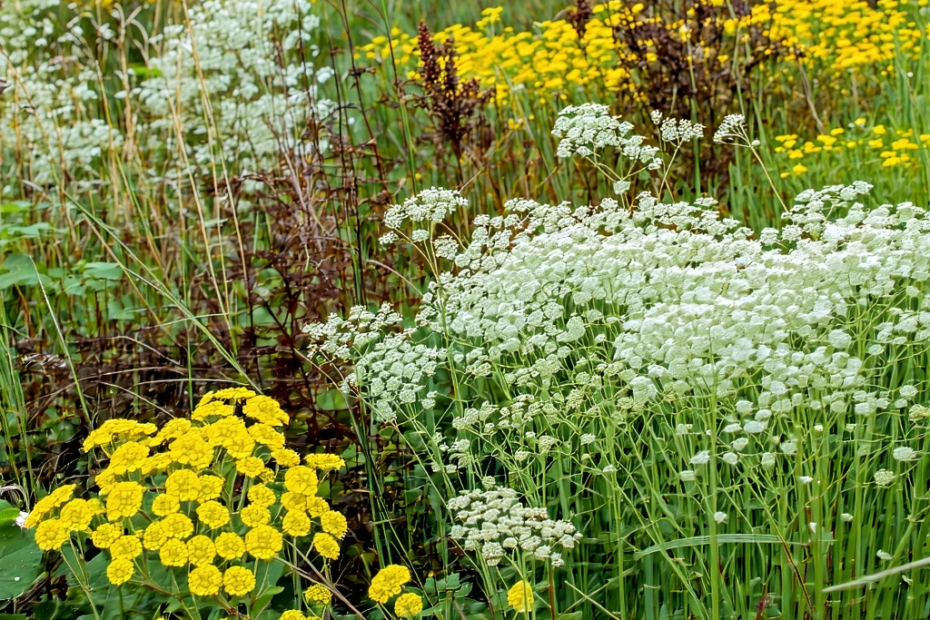 Renaissance des Terres : Quand l’Illinois Revient à la Vie