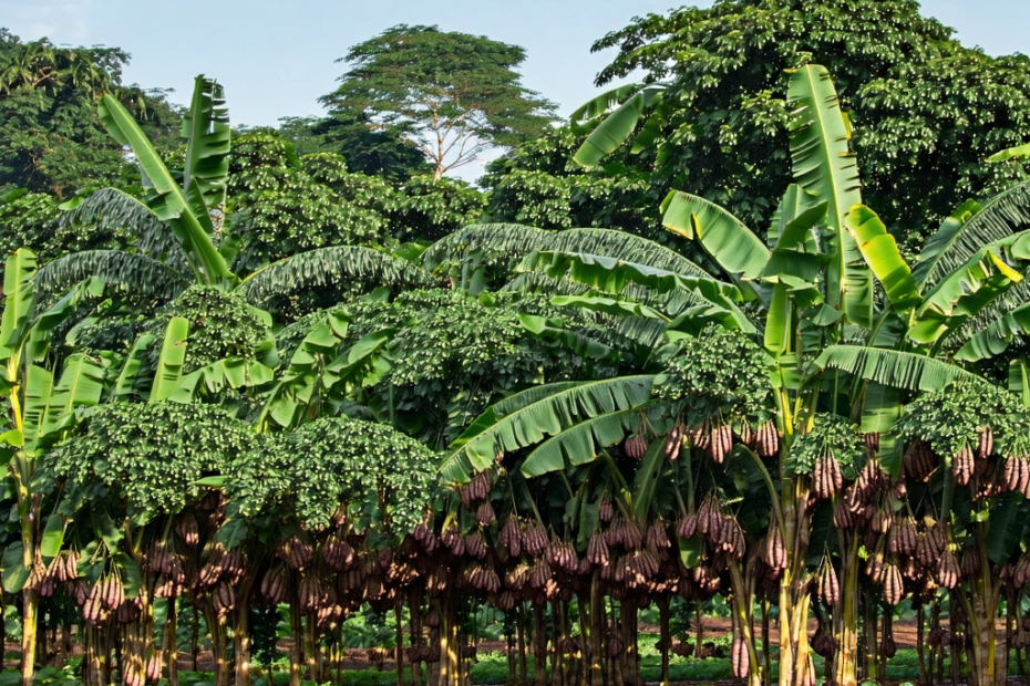 Le Chocolat en Crise : Pourquoi le Prix du Cacao Flambe-t-il ?