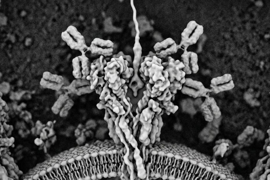 Le virus des Andes se cache dans un piège moléculaire composé de quatre éléments.