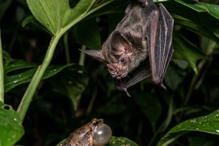 Les chauves-souris : 1 500 espèces, des ailes dans la nuit et bien des secrets